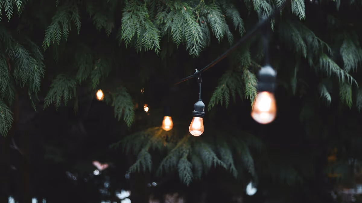 Bombillas encendidas cerca de un árbol en jardín nocturno para fiesta