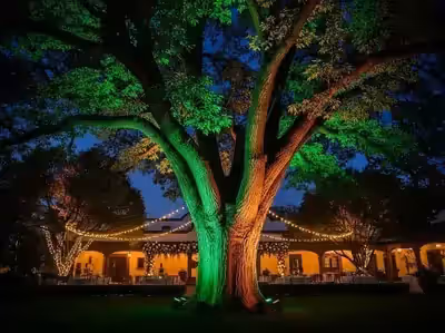 Árbol centenario en verde y jardín encendido junto a la fachada