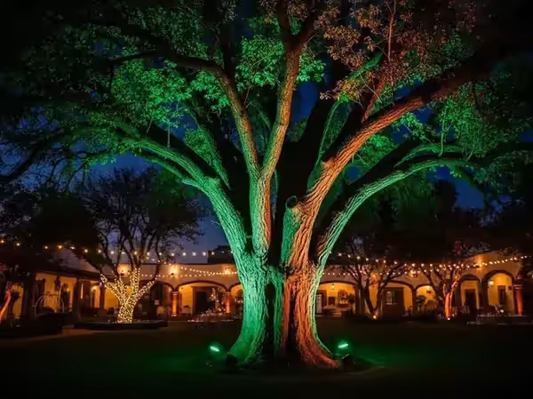 Copa de un árbol de hacienda encendida en verde al fondo del jardín