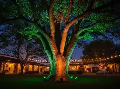 Uplighting verde en árbol de hacienda colonial